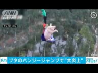 ブタがバンジージャンプ ネットで非難「笑えない」(20/01/20)