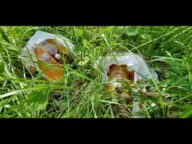 #不法投棄　#尿入りのペットボトル　#黄金のペットボトル　#悪質ドライバー　#南房総