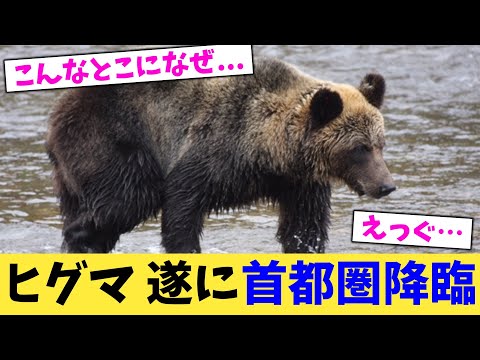 ヒグマ,遂に首都圏降臨【2chまとめ】【2chスレ】【5chスレ】