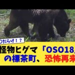 怪物ヒグマ「OSO18」の標茶町、恐怖再来【2chまとめ】【2chスレ】【5chスレ】