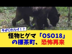 怪物ヒグマ「OSO18」の標茶町、恐怖再来【2chまとめ】【2chスレ】【5chスレ】