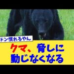 クマ、脅しに動じなくなる【2chまとめ】【2chスレ】【5chスレ】