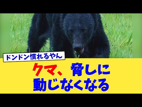 クマ、脅しに動じなくなる【2chまとめ】【2chスレ】【5chスレ】