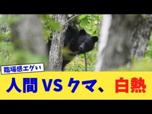 人間 VS クマ、白熱【2chまとめ】【2chスレ】【5chスレ】