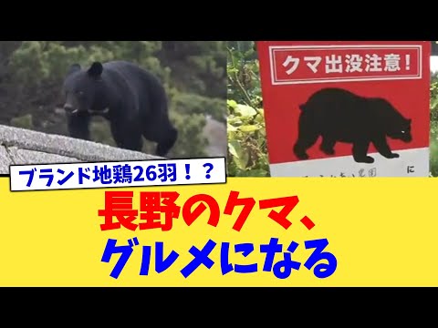 長野のクマ、グルメになる【2chまとめ】【2chスレ】【5chスレ】