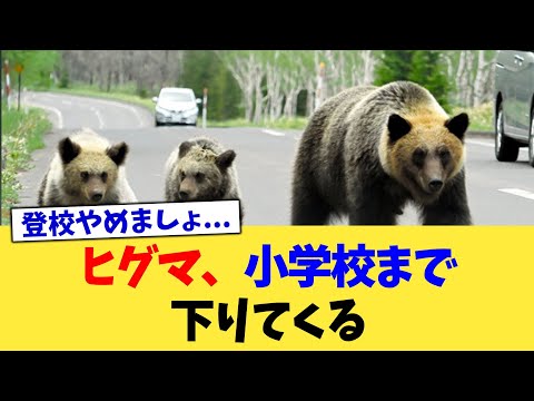ヒグマ、小学校まで下りてくる【2chまとめ】【2chスレ】【5chスレ】