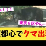 超都心でクマ出現【2chまとめ】【2chスレ】【5chスレ】
