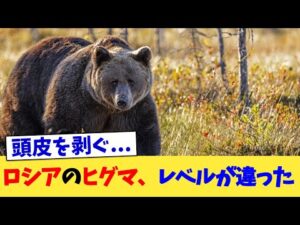 ロシアのヒグマ、レベルが違った【2chまとめ】【2chスレ】【5chスレ】