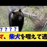 クマ、柴犬を咥えて逃走【2chまとめ】【2chスレ】【5chスレ】