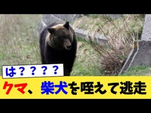 クマ、柴犬を咥えて逃走【2chまとめ】【2chスレ】【5chスレ】