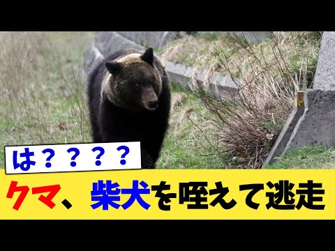 クマ、柴犬を咥えて逃走【2chまとめ】【2chスレ】【5chスレ】