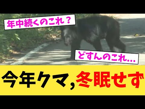 今年クマ,冬眠せず【2chまとめ】【2chスレ】【5chスレ】