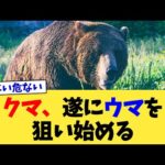クマ、遂にウマを狙い始める【2chまとめ】【2chスレ】【5chスレ】