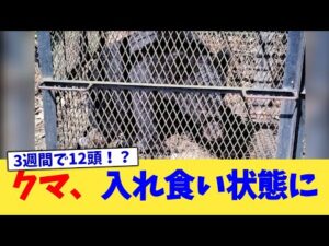 クマ、入れ食い状態に【2chまとめ】【2chスレ】【5chスレ】