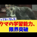 クマの学習能力、限界突破【2chまとめ】【2chスレ】【5chスレ】