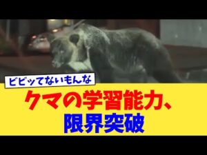 クマの学習能力、限界突破【2chまとめ】【2chスレ】【5chスレ】