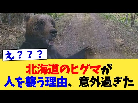 北海道のヒグマが人を襲う理由、意外過ぎた【2chまとめ】【2chスレ】【5chスレ】