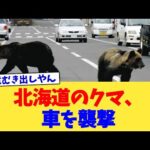 北海道のクマ、車を襲撃【2chまとめ】【2chスレ】【5chスレ】