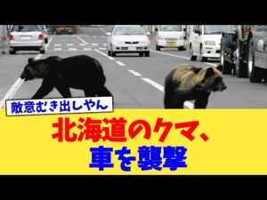 北海道のクマ、車を襲撃【2chまとめ】【2chスレ】【5chスレ】