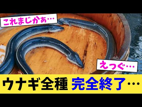 ウナギ全種,完全終了…【2chまとめ】【2chスレ】【5chスレ】