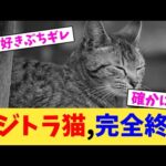 キジトラ猫,完全終了【2chまとめ】【2chスレ】【5chスレ】