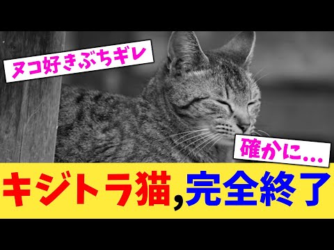 キジトラ猫,完全終了【2chまとめ】【2chスレ】【5chスレ】