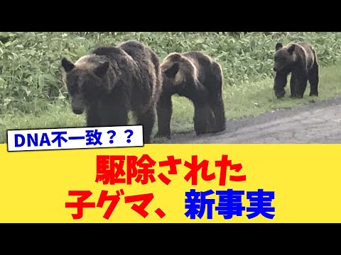 駆除された子グマ、新事実【2chまとめ】【2chスレ】【5chスレ】