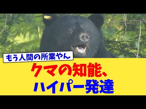 クマの知能、ハイパー発達【2chまとめ】【2chスレ】【5chスレ】