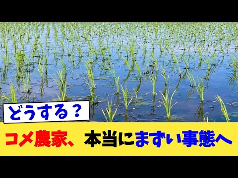 コメ農家、本当にまずい事態へ【2chまとめ】【2chスレ】【5chスレ】