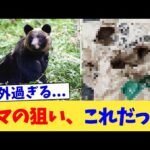 クマの狙い、これだった【2chまとめ】【2chスレ】【5chスレ】