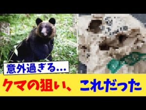 クマの狙い、これだった【2chまとめ】【2chスレ】【5chスレ】