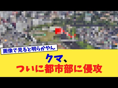 クマ、ついに都市部に侵攻【2chまとめ】【2chスレ】【5chスレ】