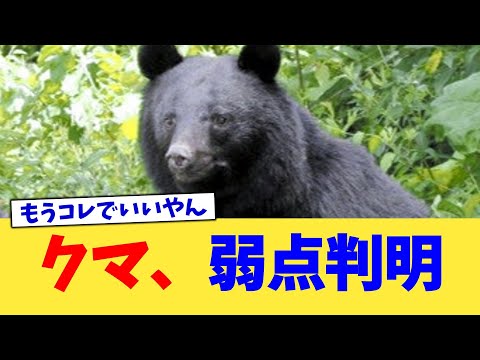 クマ、弱点判明【2chまとめ】【2chスレ】【5chスレ】
