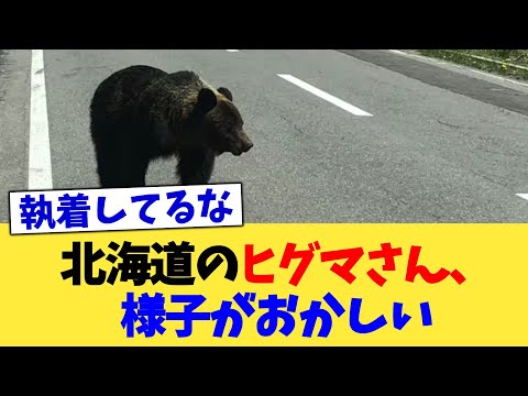 北海道のヒグマさん、様子がおかしい【2chまとめ】【2chスレ】【5chスレ】
