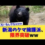 新潟のクマ擁護派、限界突破ww【2chまとめ】【2chスレ】【5chスレ】