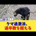 クマ過激派、過半数を超える【2chまとめ】【2chスレ】【5chスレ】