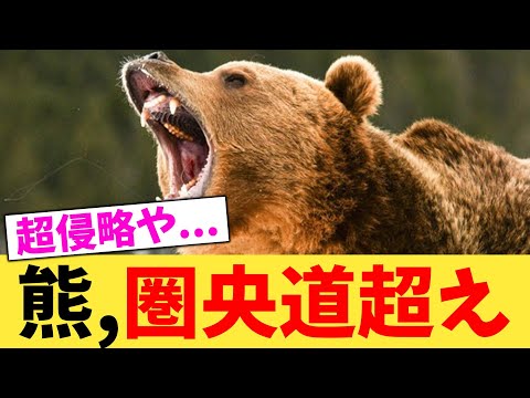 熊,圏央道超え【2chまとめ】【2chスレ】【5chスレ】