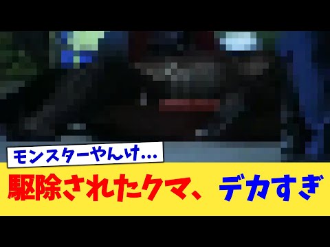 駆除されたクマ、デカすぎ【2chまとめ】【2chスレ】【5chスレ】