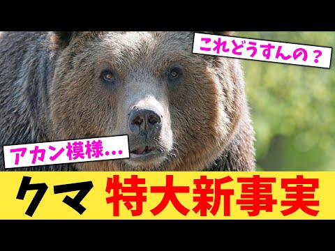 クマ 特大新事実【2chまとめ】【2chスレ】【5chスレ】