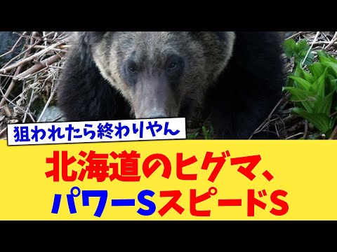 北海道のヒグマ、パワーSスピードS【2chまとめ】【2chスレ】【5chスレ】