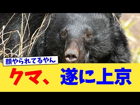 クマ、遂に上京【2chまとめ】【2chスレ】【5chスレ】