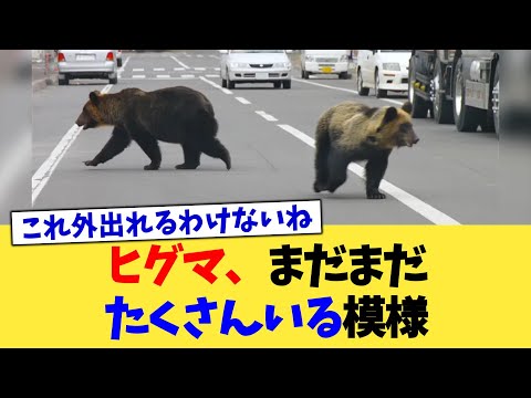 ヒグマ、まだまだたくさんいる模様【2chまとめ】【2chスレ】【5chスレ】