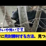 クマに完封勝利する方法、見つかる【2chまとめ】【2chスレ】【5chスレ】