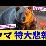 クマ 特大悲報【2chまとめ】【2chスレ】【5chスレ】