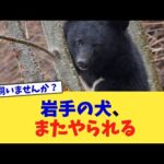 岩手の犬、またやられる【2chまとめ】【2chスレ】【5chスレ】