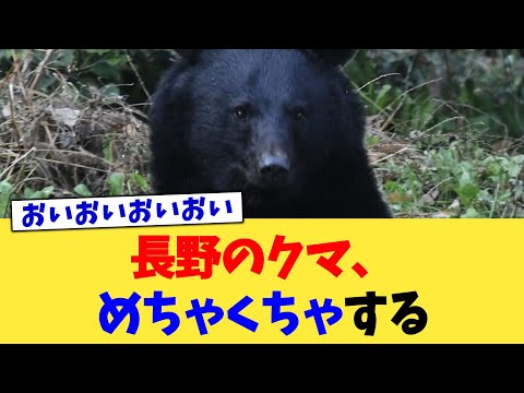 長野のクマ、めちゃくちゃする【2chまとめ】【2chスレ】【5chスレ】