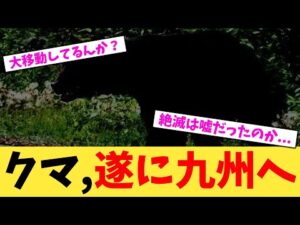 クマ,遂に九州へ【2chまとめ】【2chスレ】【5chスレ】