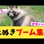 たぬきブーム集ｗ【2chまとめ】【2chスレ】【5chスレ】