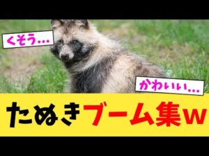 たぬきブーム集ｗ【2chまとめ】【2chスレ】【5chスレ】