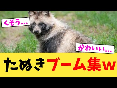 たぬきブーム集ｗ【2chまとめ】【2chスレ】【5chスレ】